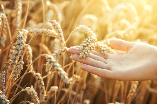 Woman hand with ear of wheat