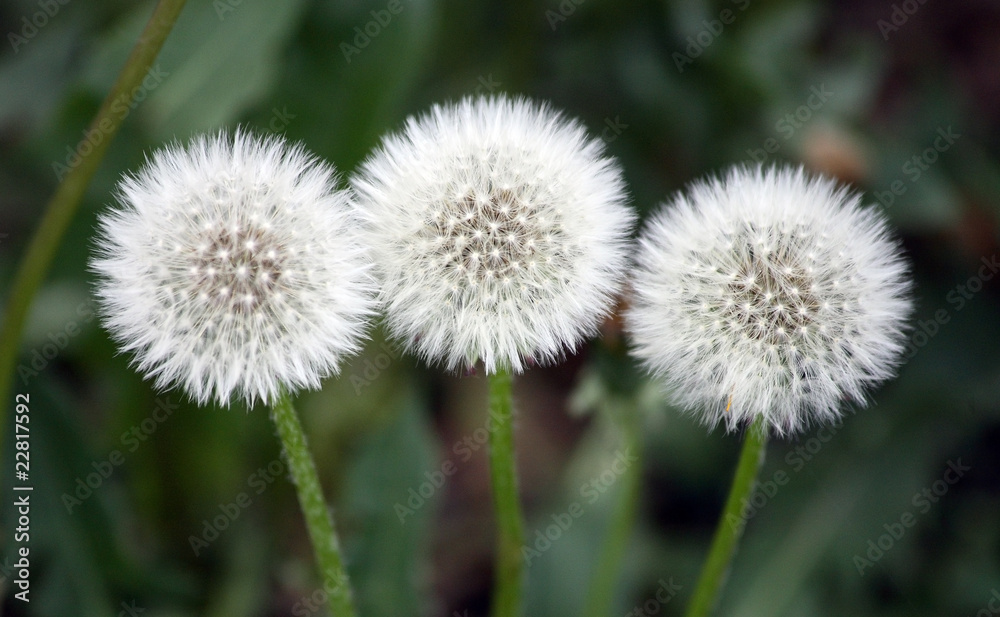 three dandelion plants on green background three dandelion plants on green background