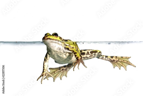 Valokuva frog in water