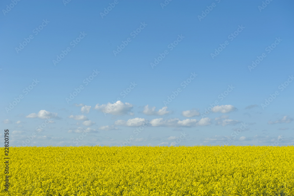 Rape field in spring and blue sky