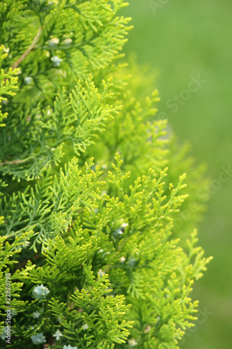 arborvitae branches