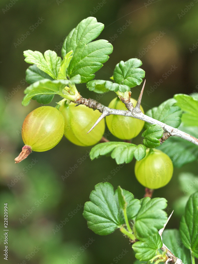 Stachelbeeren