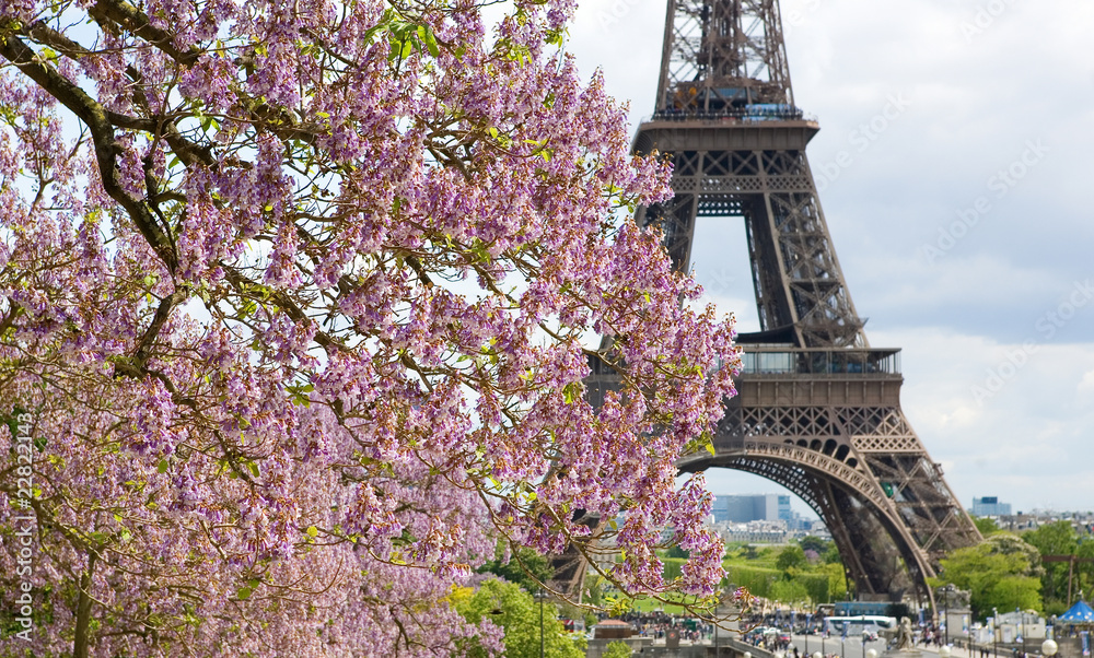 Fototapeta premium Spring in Paris. Blossoming jacarandas and the Eiffel Tower