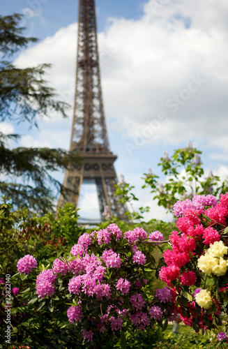 Spring in Paris. Blossoming azaleas and the Eiffel Tower