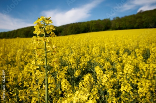 Rapsblüte