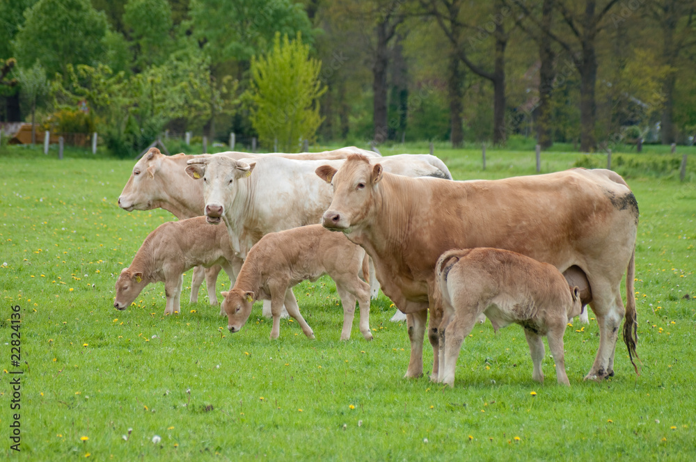 calves drinking