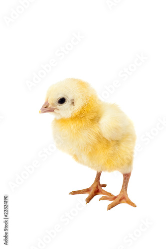 newborn small chicken on white