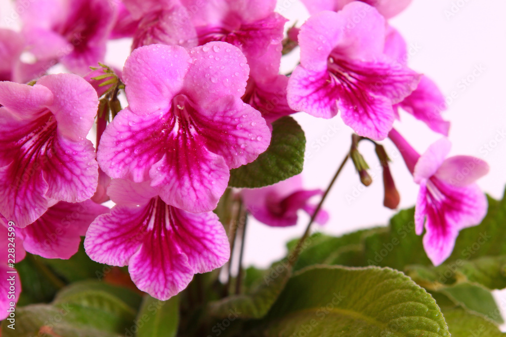 Naklejka premium blumen,pink