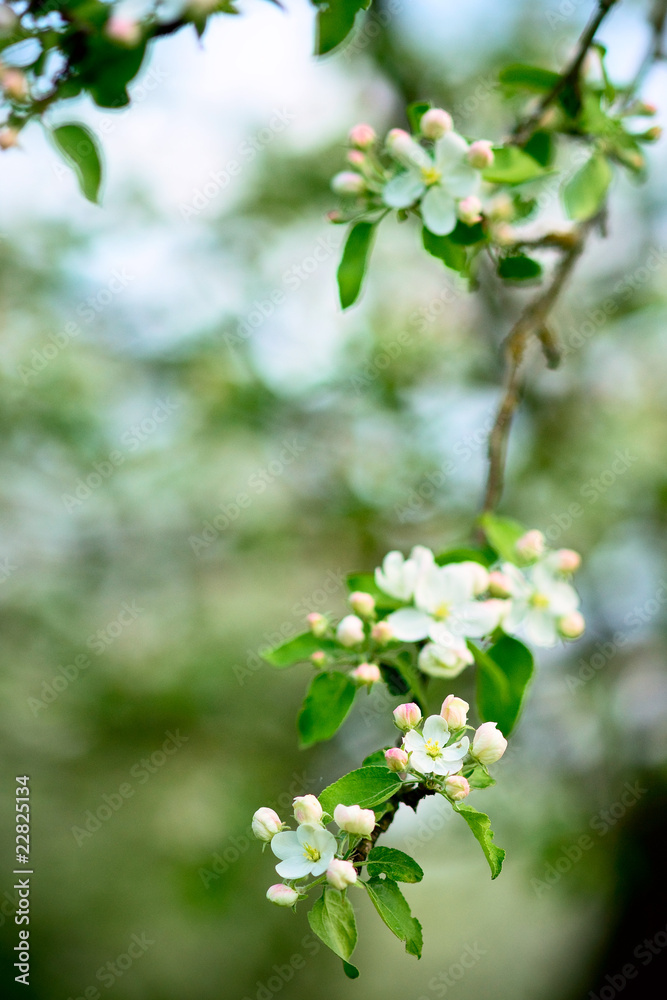 Blossom of apple tree
