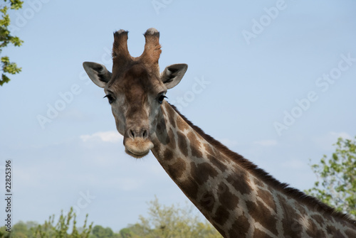 Fototapeta Naklejka Na Ścianę i Meble -  La girafe