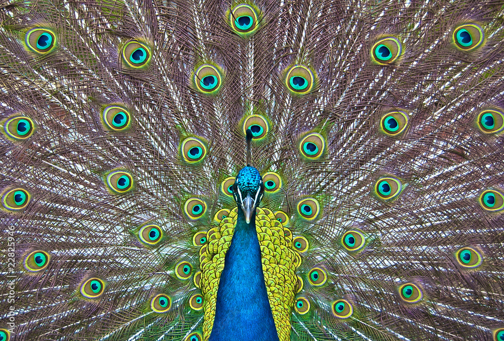 Obraz premium Paon bleu et vert
