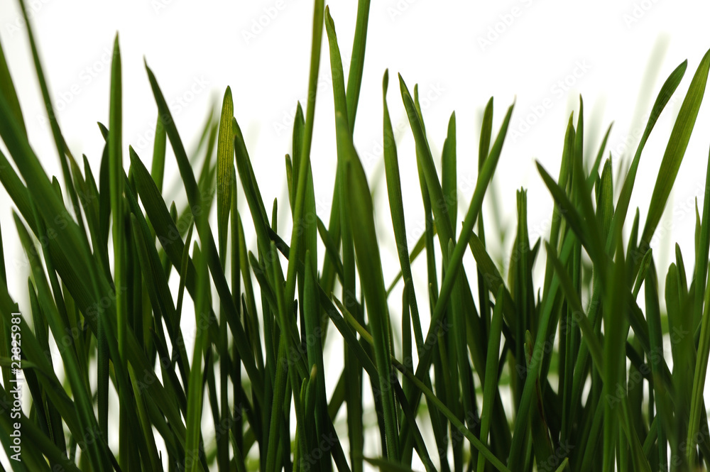 grass is isolated grass is isolated
