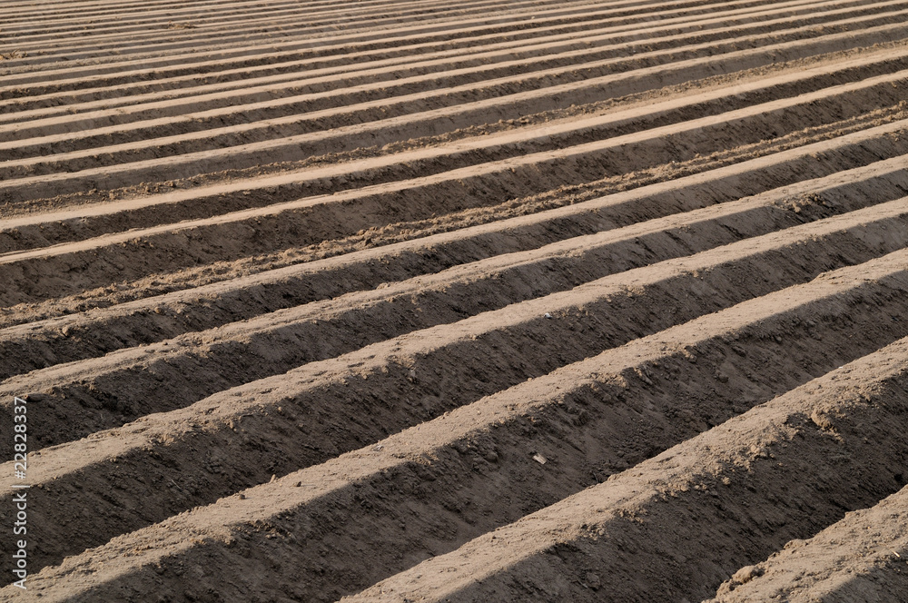 asparagus cropping soil asparagus cropping soil
