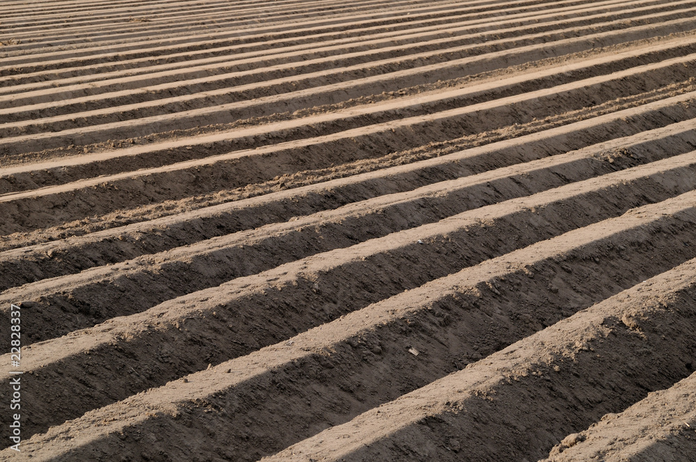 asparagus cropping soil