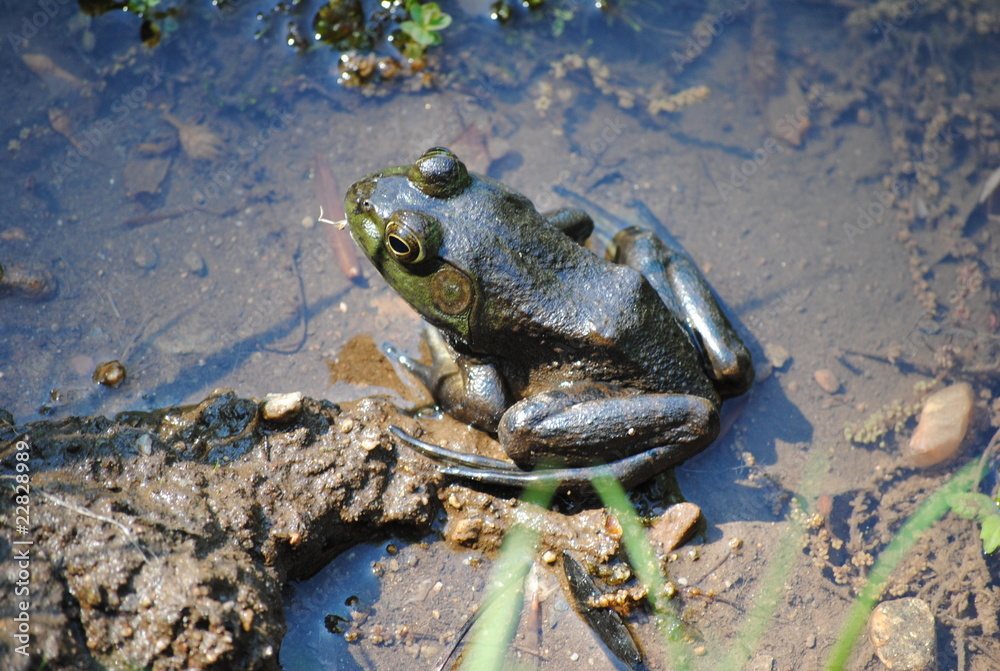 Obraz premium Frog in Mud