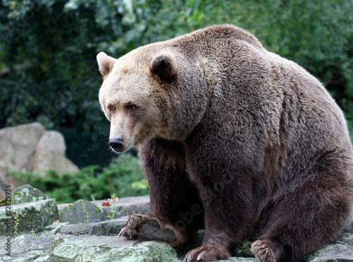 Brown Bear