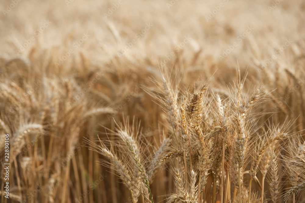 field of wheat ready for harvest
