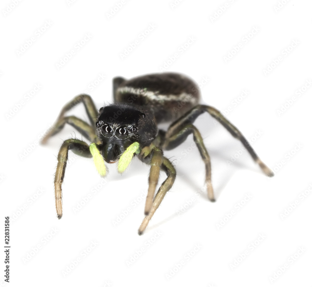 Jumping spider isolated on white background. Jumping spider isolated on white background.