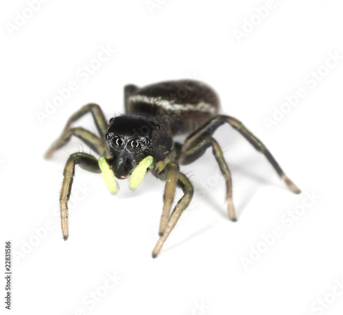 Jumping spider isolated on white background.