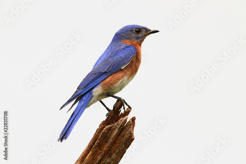 Isolated Bluebird On A Stump © Steve Byland