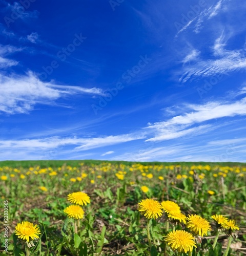 yellow dandelions in a field