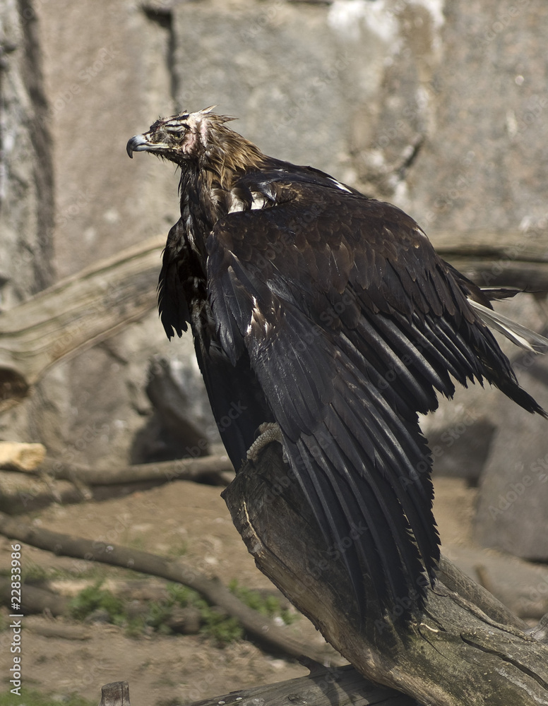 Fototapeta premium Imperial eagle (Aquila sp.)
