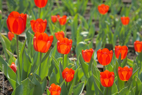 Red tulips among green leaves
