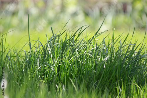 Green grass