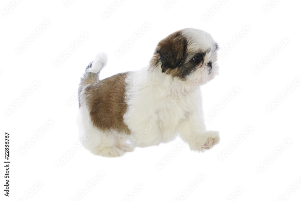 démarche gaie du jeune shi tzu