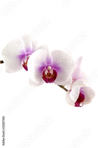Beautiful Orchids (phalaenopsis) isolated on white