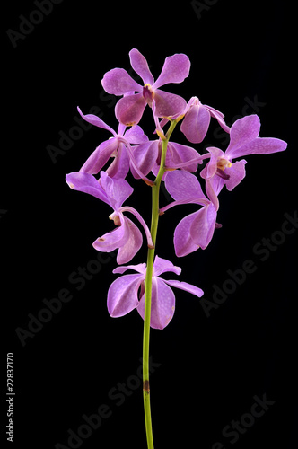 Fototapeta Naklejka Na Ścianę i Meble -  Isolated branch of violet orchid on black