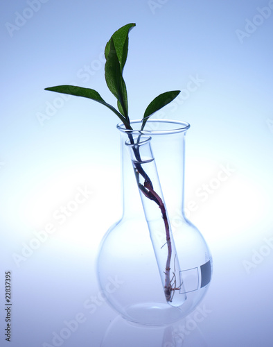 Chemical glassware with plant