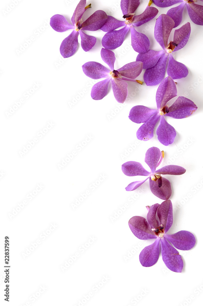 pink orchid pink orchid