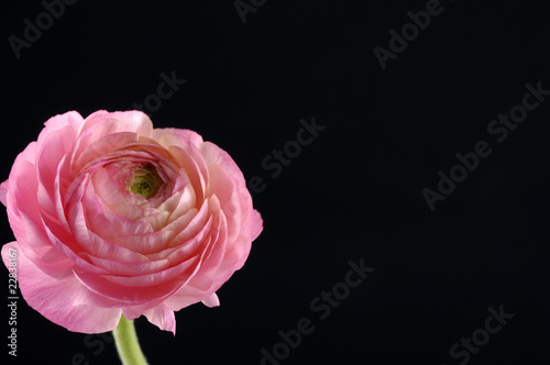 Bright Pink flower with copy space on black