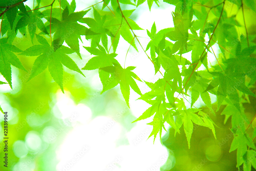 かえでの新緑 かえでの新緑