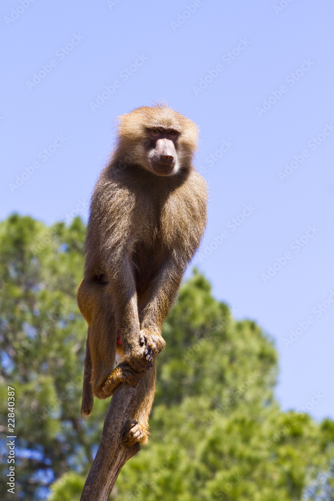 Fototapeta premium Baboon (Papio hamadryas ursinus) in a tree