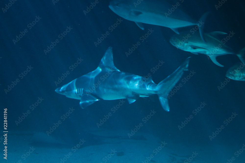 Fototapeta premium A white shark swimming along underwater