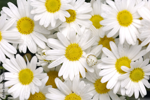 close-ups of white marigold background