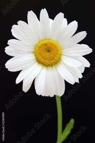 Fototapeta Naklejka Na Ścianę i Meble -  marguerite commune,leucanthemum vulgare