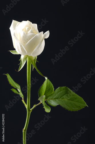 Isolated white rose on a black