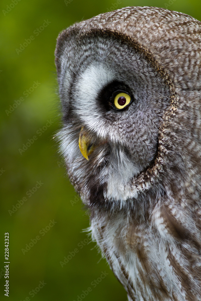 Obraz premium Great Grey Owl