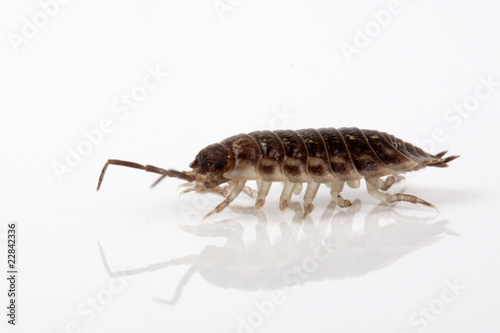 Porcellio scaber