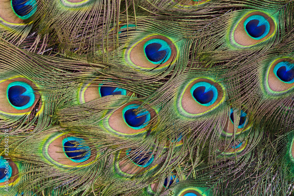 Fototapeta premium Peacock