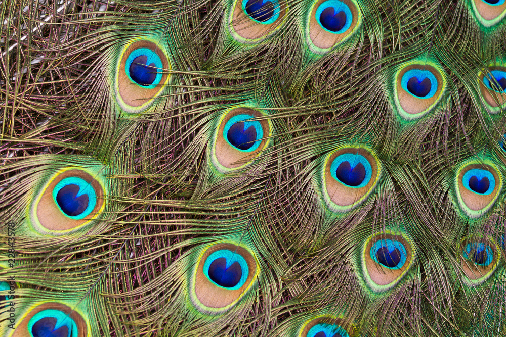 Obraz premium Peacock