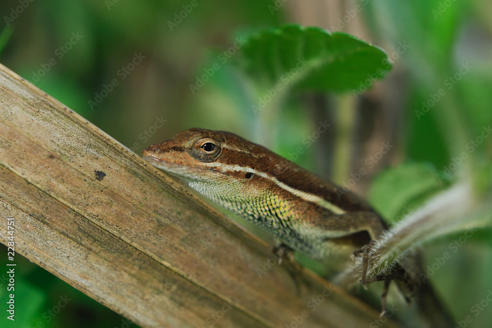 Anolis auratus - (Polychrotidae sauria) Anolis auratus - (Polychrotidae sauria)