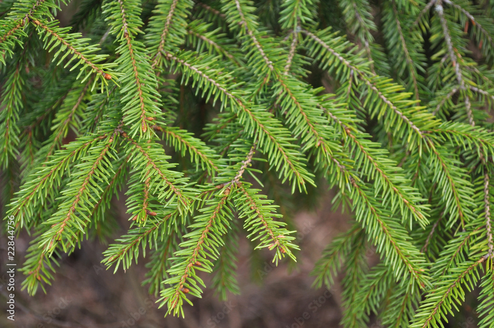 New green fir branch New green fir branch