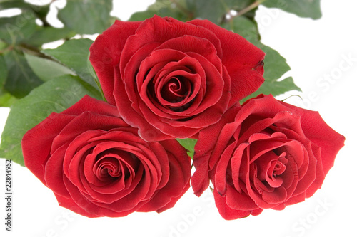 Red roses