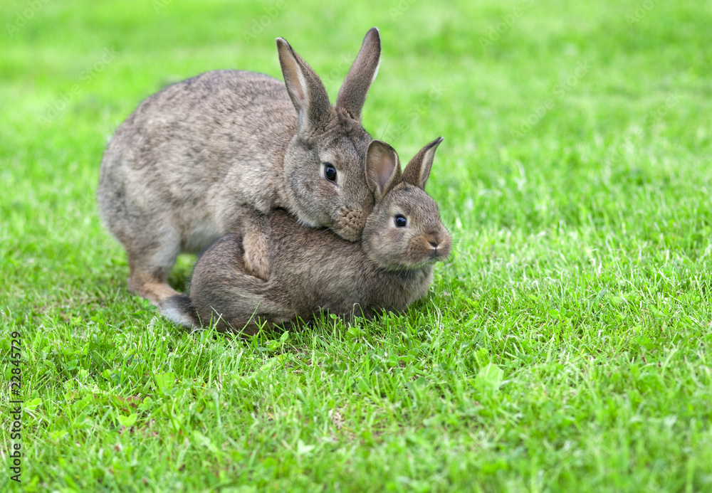Fototapeta premium hasen paarung