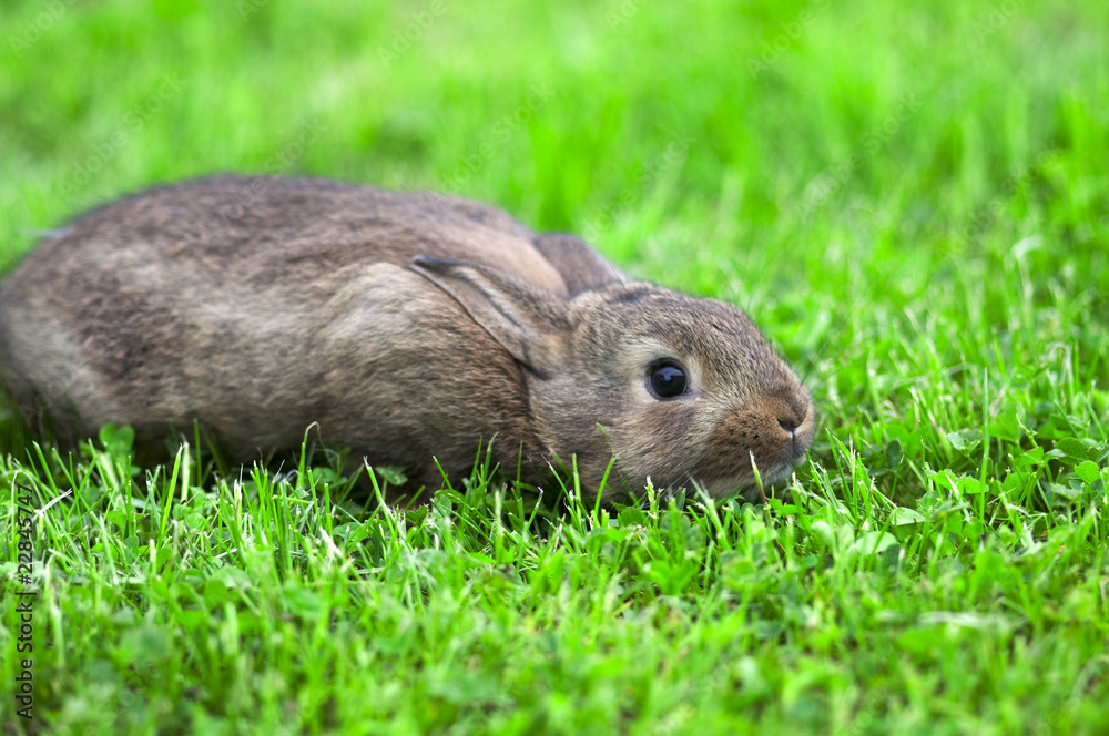 hase ängstlich hase ängstlich