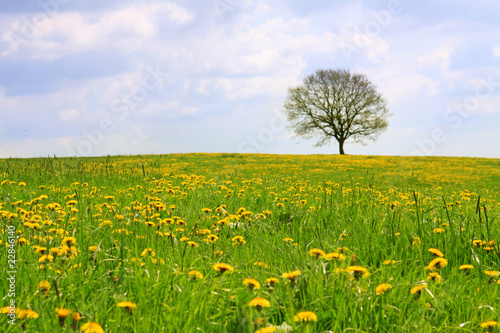 der baum